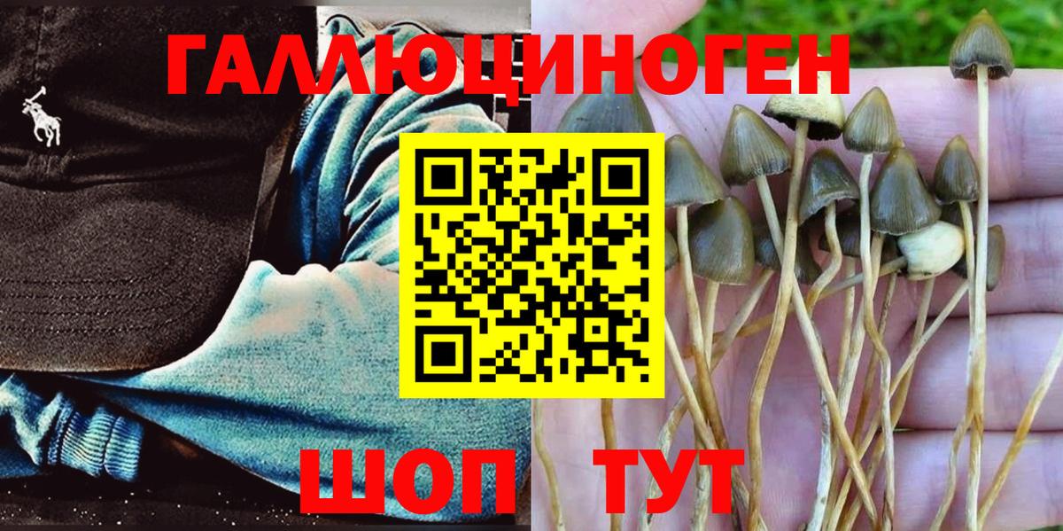 Норильск  Галлюциногенные грибы Psilocybine cubensis  Вход с VPN 